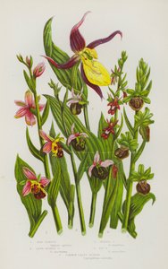 Plantas con flores de Gran Bretaña: Bee Ophrys, Late Spider Ophrys, Spider Ophrys, Fly Ophrys, Common Lady