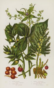 Plantas con flores de Gran Bretaña: Brionia negra, París herbácea, Espárrago común, Escoba de carnicero de English School