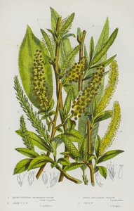 Plantas con flores de Gran Bretaña: Blunt-Stipuled Triandrous Willow, Sharp Stipuled Triandrous Willow, Sweet Bay-Leaved Willow, Crack Willow (litografía en color) de English School