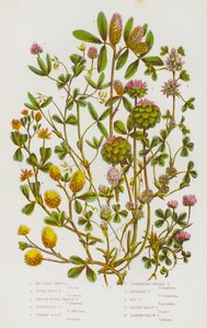 Plantas con flores de Gran Bretaña: Trébol de Bocones, Trébol Áspero Rígido, Trébol Liso de Cabeza Redonda, Trébol Sofocado, Trébol Erguido de Cabeza Redonda, Trébol de Cabeza de Fresa, Trébol Invertido, Trébol del Lúpulo, Trébol Amarillo Menor, Trébol Ama de English School