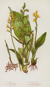 Plantas con Flores de Gran Bretaña: Orquídea de Pantano, Liparis de Dos Hojas, Raíz de Coral sin Espolón, Helleborina de Hojas Anchas (litografía en color)