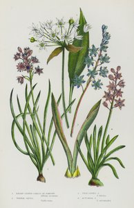 Plantas con Flores de Gran Bretaña: Ajo de Hojas Anchas o Ramsons, Escila de Primavera, Escila de Hojas Gemelas, Escila de Otoño de English School