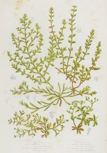 Plantas con flores de Gran Bretaña: Hierba de pollo, Strapwort de arena, Hierba de ruptura glabra, Hierba de ruptura peluda, Hierba de nudo en espiral, Semilla de cuatro hojas de English School