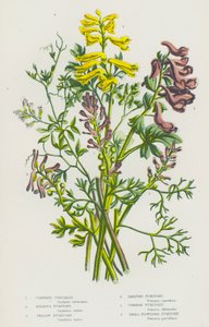 Plantas con flores de Gran Bretaña: Coridalis trepadora, Fumaria bulbosa, Fumaria amarilla, Fumaria de rampa, Fumaria común, Fumaria de flor pequeña (litografía en color) de English School