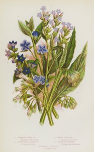 Plantas con flores de Gran Bretaña: Alkanet común, Alkanet perenne, Bugloss pequeño, Consuelda común, Consuelda tuberosa (litografía en color) de English School