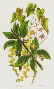 Plantas con flores de Gran Bretaña: Agracejo común, Barrenwort alpino de English School
