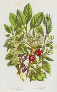 Plantas con flores de Gran Bretaña: Nuez de la vejiga común, Árbol del huso, Espino cerval común, Espino aliso (litografía en color) de English School