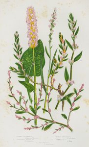 Plantas con flores de Gran Bretaña: Alforfón común, Alforfón alpino vivíparo, Hierba nudo común, Hierba nudo de los rayos, Hierba nudo del lado del mar (litografía en color) de English School