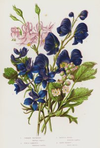 Plantas con Flores de Gran Bretaña: Aquilegia Común, Delphinium de Campo, Acónito, Bane-Berry