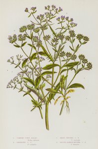 Plantas con flores de Gran Bretaña: Ensalada de maíz común, Ensalada de maíz carinada, Ensalada de maíz de fruto agudo, Ensalada de maíz de fruto liso y estrecho de English School