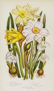 Plantas con flores de Gran Bretaña: Narciso común, Narciso de los poetas, Narciso pálido, Campanilla de invierno, Copo de nieve estival (litografía en color) de English School