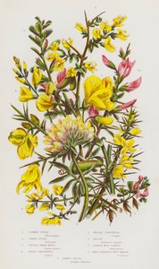 Plantas con flores de Gran Bretaña: Abedul común, abedul enano, hierba verde de los tintoreros, hierba verde peluda, hierba verde de las agujas, retama, grada de reposo común, grada de reposo pequeña, veza riñonera (litografía en color). de English School