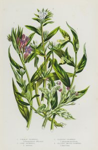 Plantas con flores de Gran Bretaña: Gromwell común, Gromwell de maíz, Gromwell rastrero, Gromwell liso de la costa (litografía en color) de English School