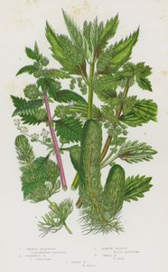 Plantas con Flores de Gran Bretaña: Ceratofilo Común, Ceratofilo sin Espinas, Ortiga Romana, Ortiga Pequeña, Gran Ortiga (litografía en color) de English School
