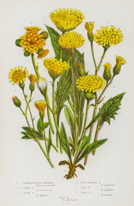 Plantas con flores de Gran Bretaña: Hierba ratonera común, Hierba ratonera anaranjada, Hierba ratonera alpina, Hierba ratonera de cabeza negra, Hierba ratonera pálida, Hierba ratonera mural, Hierba ratonera del bosque (litografía en color) de English School
