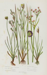 Plantas con flores de Gran Bretaña: Carrizo común, Carrizo marino menor, Carrizo articulado de flor aguda, Carrizo alpino agrupado, Carrizo sapo, Carrizo de dos flores , Carrizo de tres flores (litografía en color) de English School