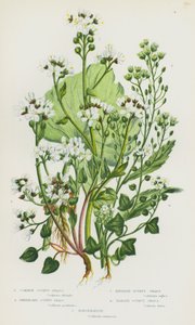 Plantas con flores de Gran Bretaña: Hierba escorbuto común, Hierba escorbuto de Groenlandia, Hierba escorbuto inglesa, Hierba escorbuto danesa, Rábano picante
