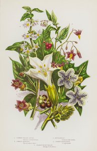 Plantas con flores de Gran Bretaña: Common Thorn Apple, Common Henbane, Bittersweet, Common Nightshade, Deadly Nightshade (litografía en color) de English School