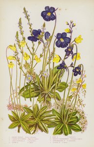 Plantas con flores de Gran Bretaña: Vervain común, Common Butterwort, Large Flowered Butterwort, Alpine Butterwort, Pale Butterwort, Greater Bladderwort, Intermediate Bladderwort, Lesser Bladderwort (litografía en color) de English School
