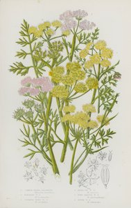 Plantas con flores de Gran Bretaña: Agripalma común, Agripalma de perejil, Agripalma de azufre, Agripalma de cicuta, Agripalma de hoja fina, Agripalma de río (litografía en color) de English School