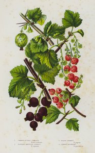 Plantas con Flores de Gran Bretaña: Grosellero Común o Rojo, Grosellero de Montaña Insípido, Grosellero Negro, Grosellero Espinoso Común (litografía en color) de English School