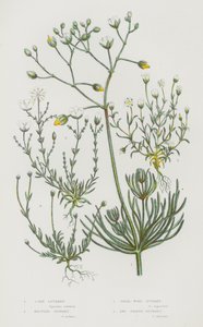Plantas con flores de Gran Bretaña: Espuela de maíz, Espuela nudosa, Espuela de perla, Espuela en forma de punzón de English School