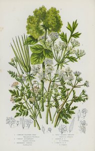 Plantas con flores de Gran Bretaña: Semilla de la vejiga de Cornualles, alejandros comunes, aguja del pastor, perejil de pico silvestre, perejil de pico de jardín, perejil de pico común (litografía en color) de English School
