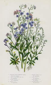 Plantas con flores de Gran Bretaña: Hierba escorpión de agua rastrera, Hierba escorpión de agua rastrera o Forget Me Not, Hierba escorpión de agua moñuda, Hierba escorpión de roca, Hierba escorpión de madera erguida, Hierba escorpión de campo, Hierba escor