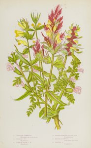 Plantas con flores de Gran Bretaña: Cowwheat Crested, Purple Cowwheat, Common Yellow Cowwheat, Lesser Flowered Yellow Cowwheat, Marsh Lousewort, Pasture Lousewort (litografía en color) de English School