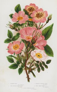 Plantas con flores de Gran Bretaña: Rosa de Dickson, Rosa enana de fruto rojo, Briar ligeramente perfumado, Briar dulce verdadero, Rosa de perro de estilo cerrado de English School