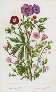 Plantas con flores de Gran Bretaña: Geranio oscuro, Geranio de pradera, Geranio de montaña, Geranio de pie de paloma, Geranio de flor pequeña, Geranio de tallo largo de English School
