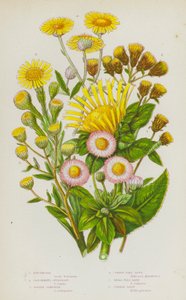 Plantas con flores de Gran Bretaña: Elecampane, Ploughmans Spikenard, Golden Samphire, Common Flea Bane, Small Flea Bane, Common Daisy (litografía en color) de English School