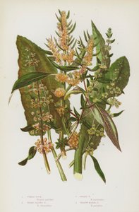 Plantas con flores de Gran Bretaña: Acedera de violín, Acedera de hoja ancha, Acedera dorada, Acedera de pantano amarilla de English School