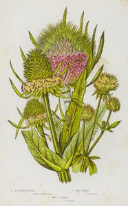 Plantas con Flores de Gran Bretaña: Cardo de Batanero, Cardo Silvestre, Cardo Pequeño