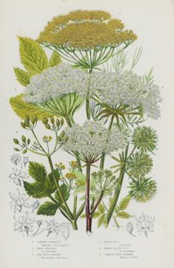 Plantas con flores de Gran Bretaña: Angélica de jardín, Angélica silvestre, Hinojo marino, Hinojo de pantano, Hinojo de hojas anchas, Chirivía silvestre común de English School
