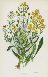 Plantas con flores de Gran Bretaña: Oro de placer, Alyssum dulce, Gualda de tintorero de English School