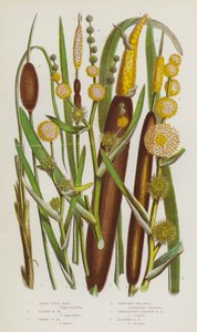 Plantas con flores de Gran Bretaña: Carrizo grande, Carrizo chico, Carrizo enano, Carrizo ramificado, Carrizo erguido no ramificado, Carrizo flotante (litografía en color)
