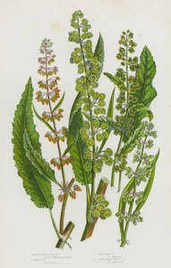 Plantas con flores de Gran Bretaña: Gran muelle de agua, Muelle rizado, Muelle de pradera, Muelle de agua sin grano de English School