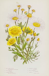 Plantas con Flores de Gran Bretaña: Gran Ojo Blanco, Caléndula de Maíz, Matricaria Común, Manzanilla Inodora, Manzanilla Silvestre, Manzanilla Común