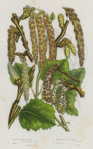 Plantas con flores de Gran Bretaña: Álamo blanco grande, Álamo gris, Álamo temblón o álamo temblón, Álamo negro de English School