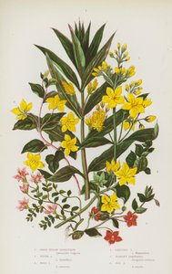 Plantas con flores de Gran Bretaña: Pimpinela Escarlata, Pimpinela de los Pantanos (litografía en color) de English School