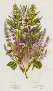 Plantas con flores de Gran Bretaña: Gypsey-Wort, Meadow Sage, Wild English Sage, Horse-Mint, Round Leaved Mint, Spear Mint (litografía en color) de English School