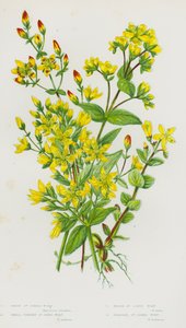 Plantas con flores de Gran Bretaña: Hipérico peludo, Hipérico pequeño erguido, Hipérico de pantano, Hipérico barbudo de English School