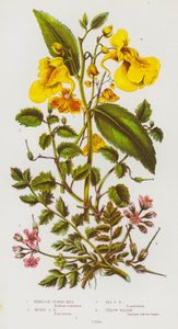 Plantas con flores de Gran Bretaña: Geranio de cigüeña venenoso, Geranio de cigüeña almizclado, Geranio de cigüeña marino, Bálsamo amarillo de English School