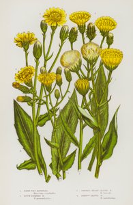 Flowering Plants of Great Britain: Honey-Wort Hawkweed, Rough-Bordered Hawkweed, Shrubby-Broad Leaved Hawkweed, Narrow-Leaved Hawkweed (litografía en color)