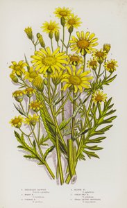 Plantas con Flores de Gran Bretaña: Hierba de Santiago Inelegante, Hierba de Santiago Canosa, Hierba de Santiago Común, Hierba de Santiago de Pantano, Gran Hierba de Santiago de Pantano, Hierba de Santiago de Hojas Anchas