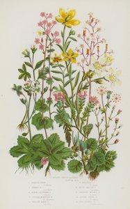 Plantas con Flores de Gran Bretaña: Saxífraga en Forma de Riñón, Orgullo de Londres, Saxífraga Estrellada, Saxífraga Alpina Aglomerada, Saxífraga de Montaña Púrpura, Saxífraga de Pantano Amarilla, Saxífraga de Montaña Amarilla, Saxífraga de Prado Blanca, S de English School