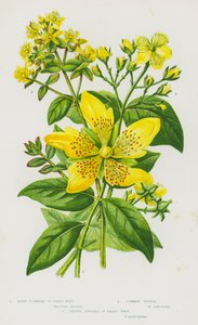 Plantas con flores de Gran Bretaña: Hipérico de flores grandes, Hipérico común, Hipérico de tallo cuadrado de English School