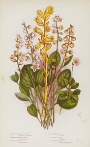 Plantas con flores de Gran Bretaña: Moneses de flor grande, Winter-Green serrado, Winter-Green de hoja redonda, Winter-Green intermedio, Winter-Green menor, Nido de pájaro amarillo (litografía en color) de English School