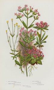 Plantas con flores de Gran Bretaña: Gentianella menor, Centaura común, Centaura ramificada enana, Centaura de hoja ancha, Centaura enana (litografía en color) de English School